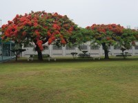 Poinciana tree landscape